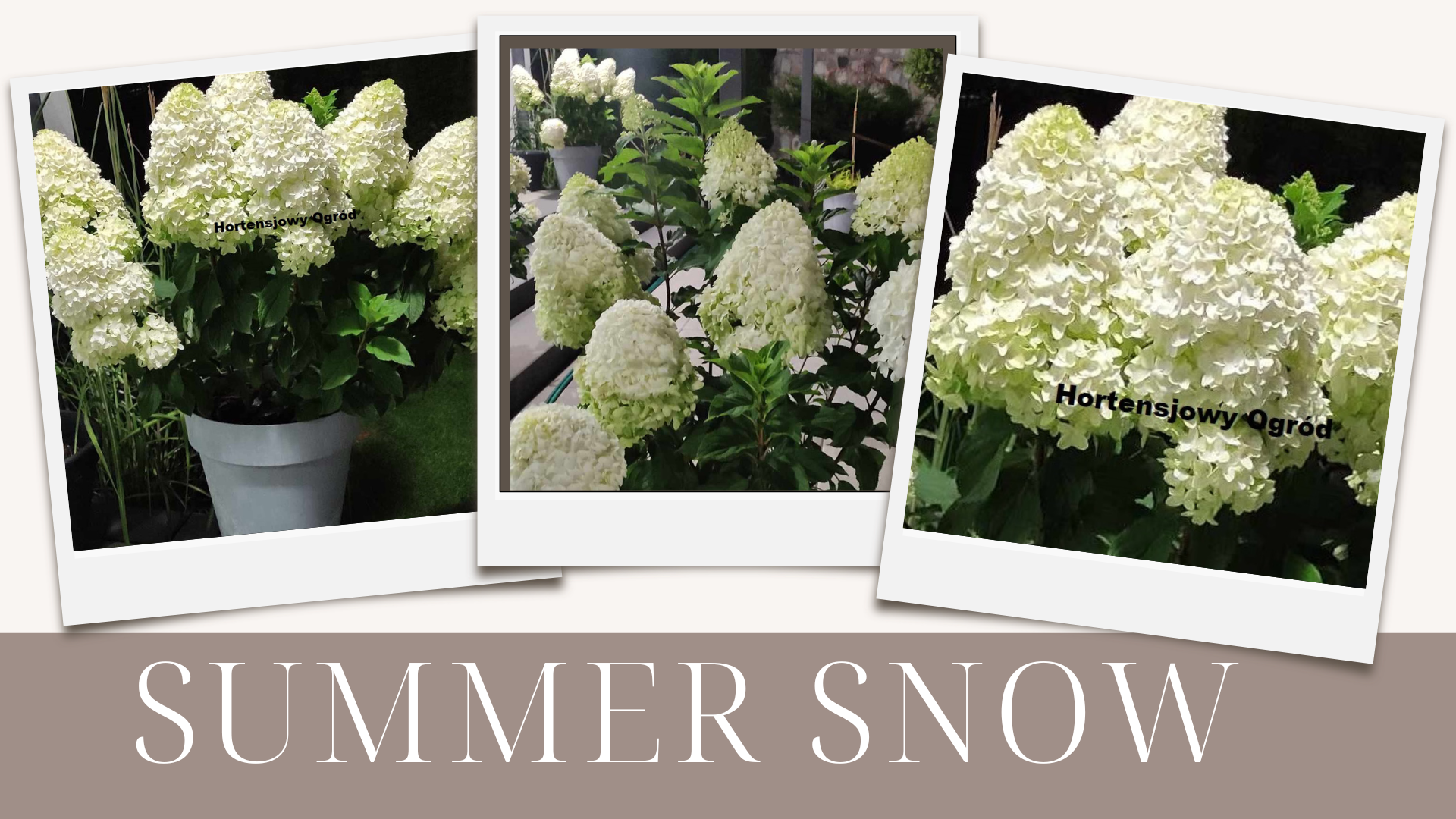 Summer Snow
